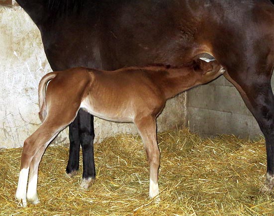 foal ladykristinne 2014