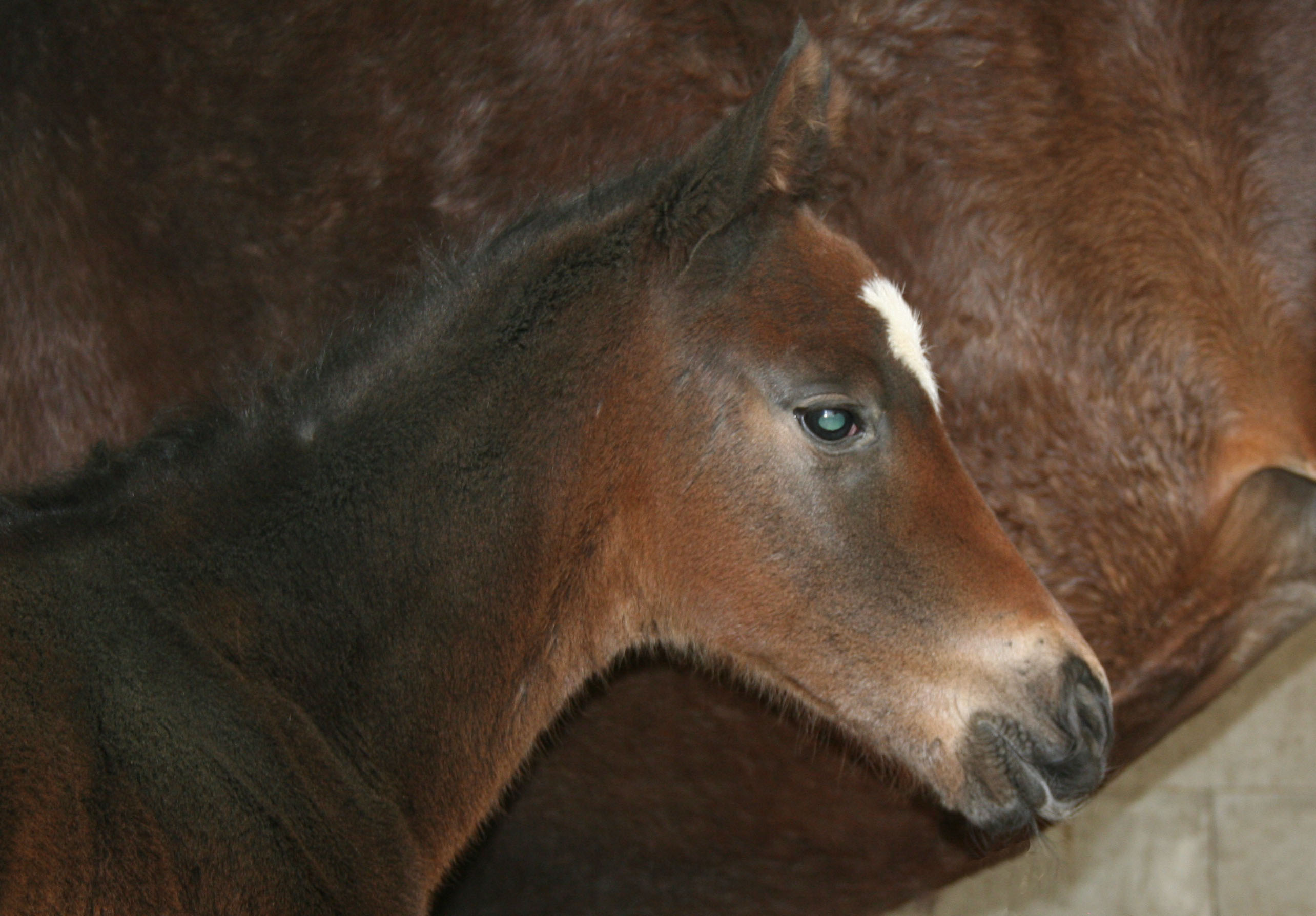 foal leogali 2015 3