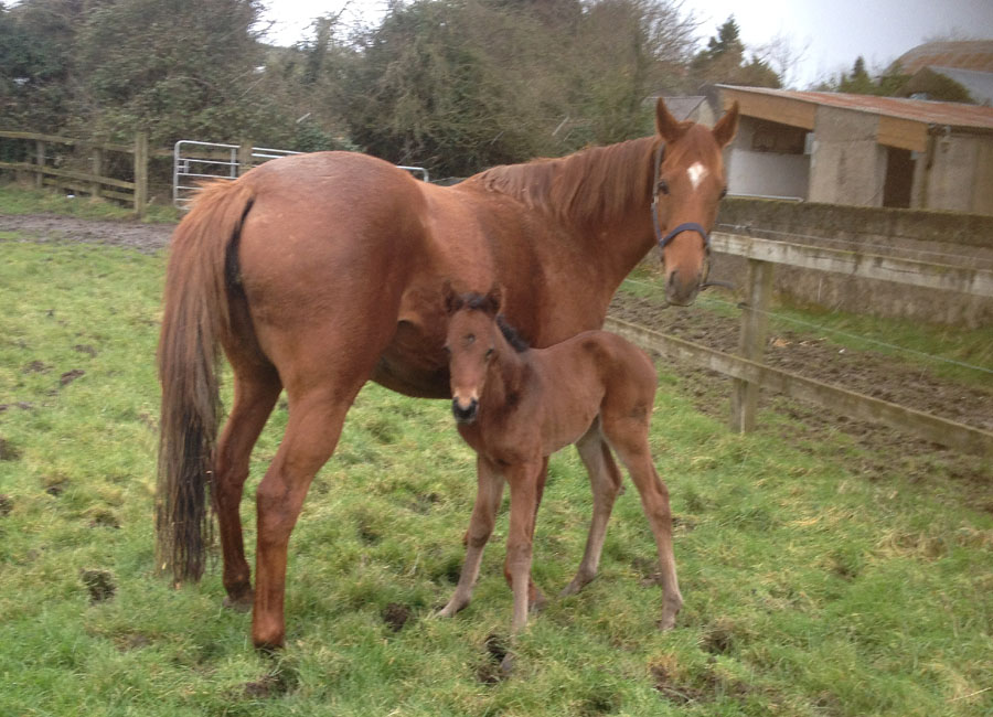 foal leypercy 2018 2