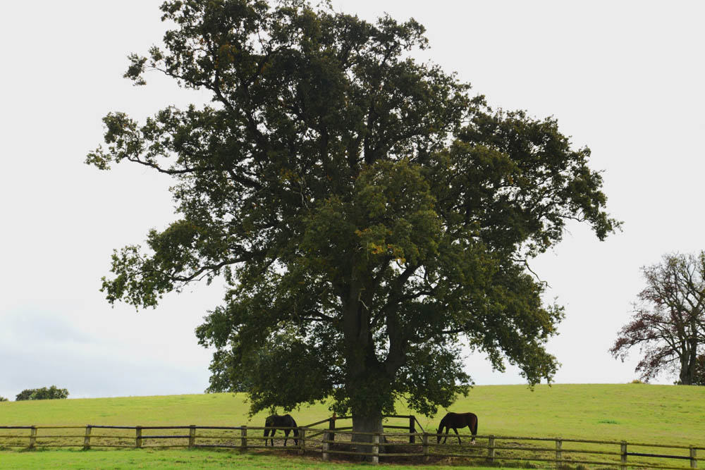 LT Cheval 1