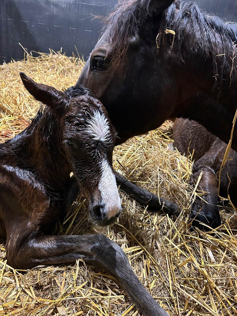 foal FamousValley25