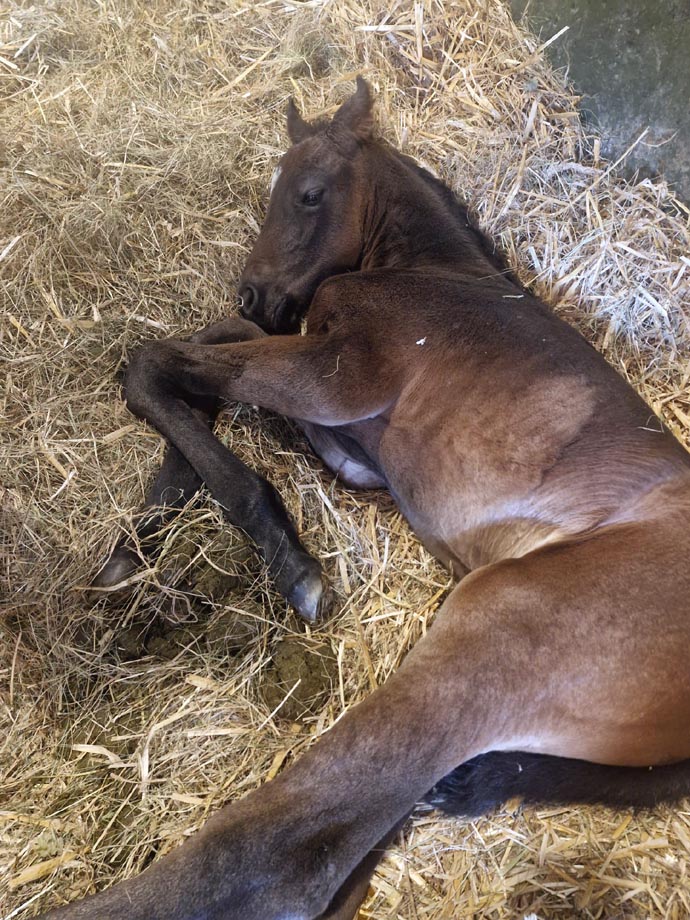 foal natalie 25 2