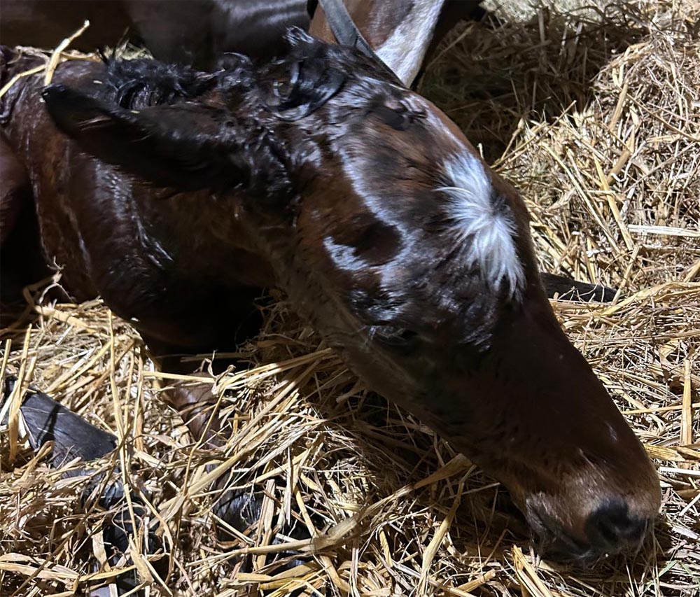 foal polyanta 25 orez