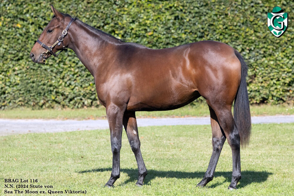 lot 116 QW