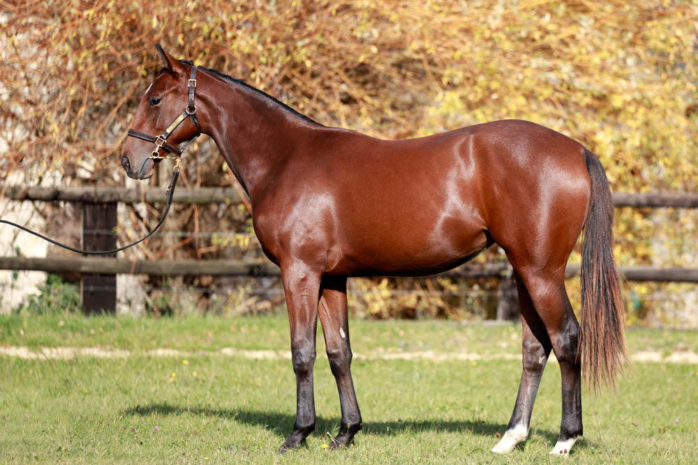lot 343 saxon