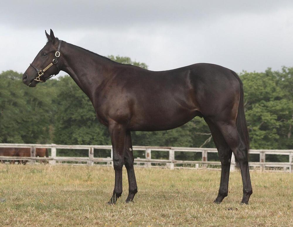 lot 57 osarus25