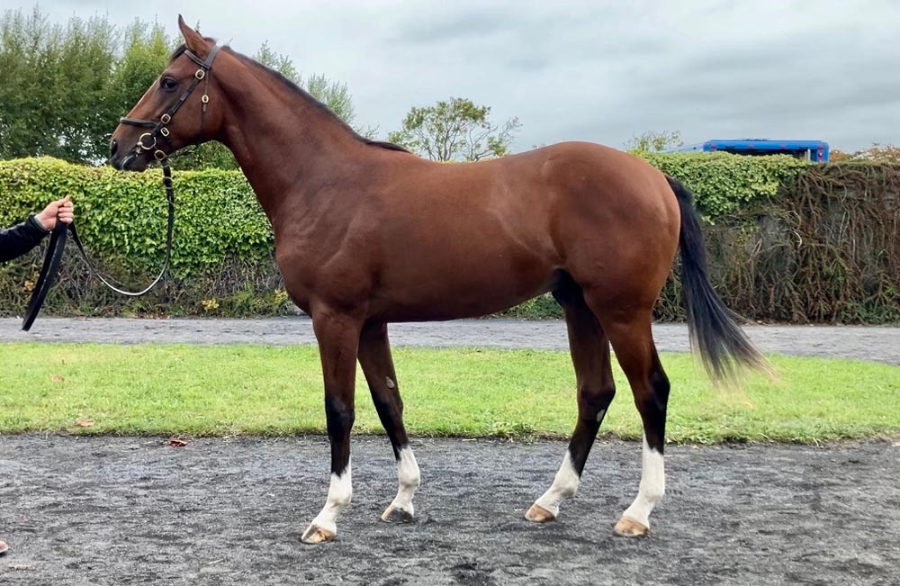 lot 667 Goffs