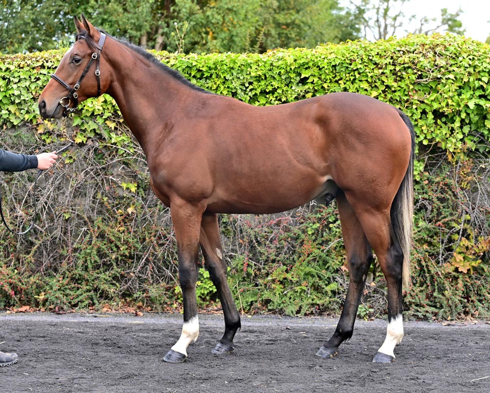 lot 762 goffs