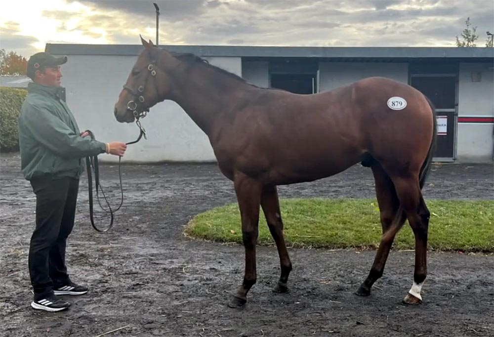 lot 879 goffs