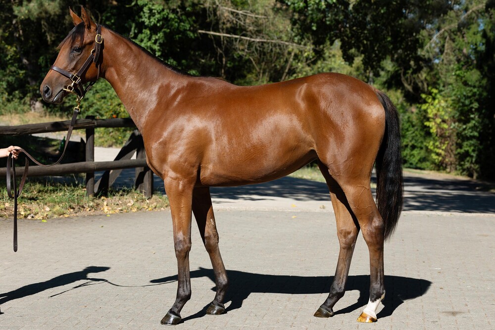 Lot 67 Morning Mist