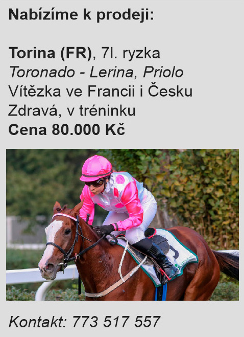 banner torina