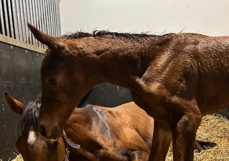 foal DallyHit 2026