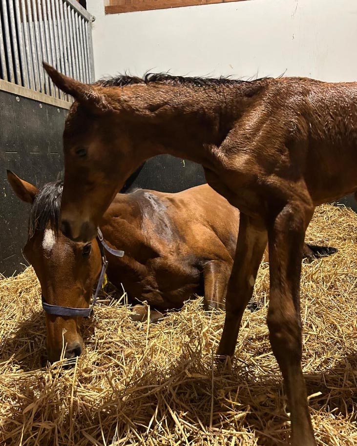 foal DallyHit 2026b